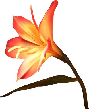 Amaryllis branch flower clipart