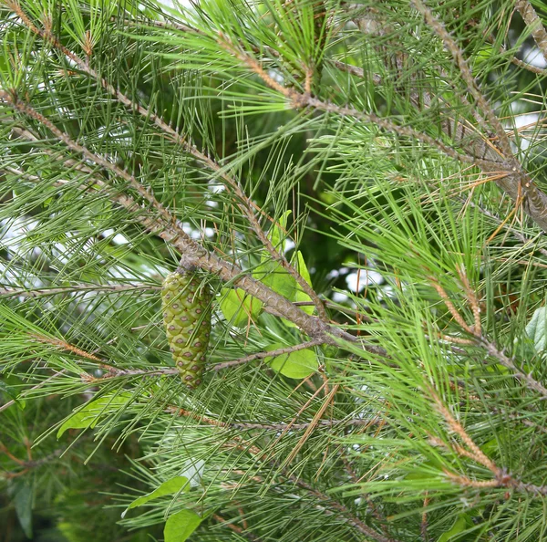 stock image Pine cone green