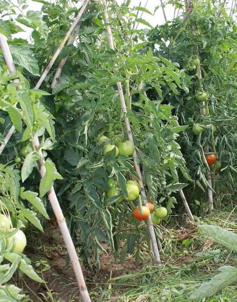 Tomatenplantage — Stockfoto