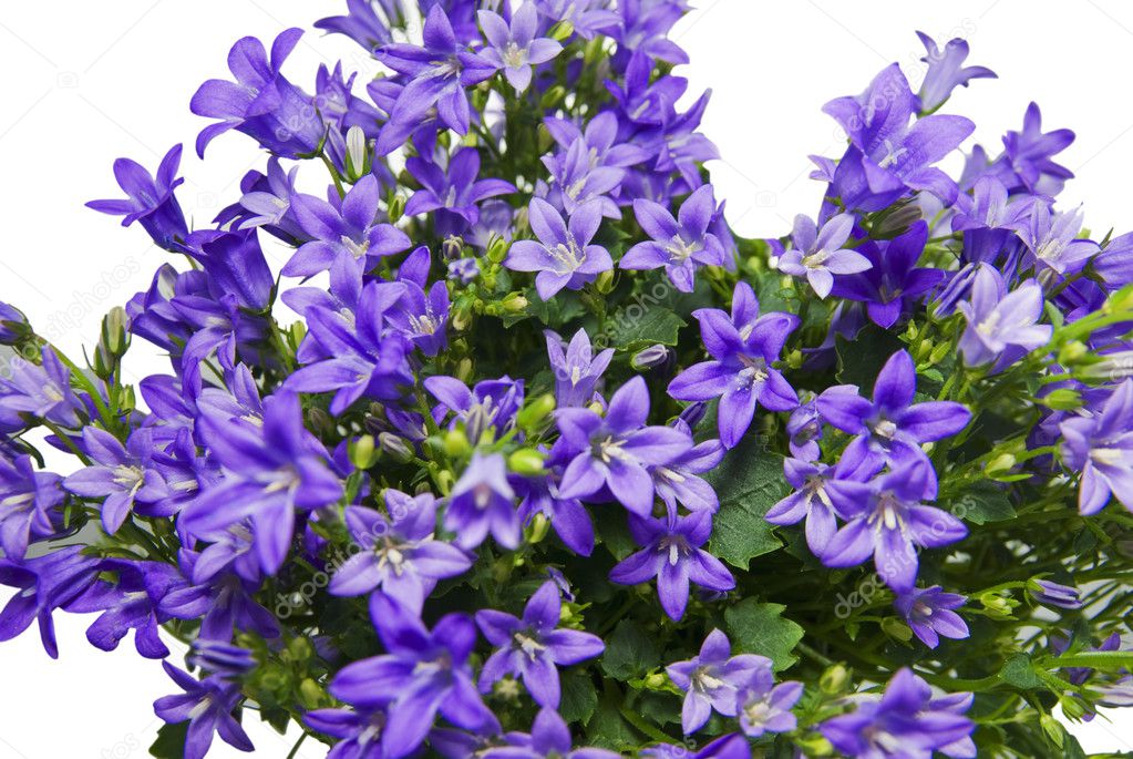 CAMPANULA PORTENSLAGIANA — Stock Photo © babahdm 2696932