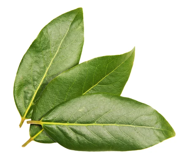 Tres hojas de laurel verde —  Fotos de Stock