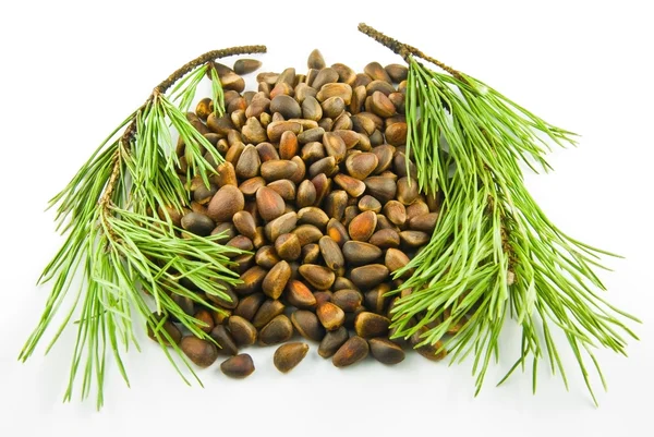 Handful pine nuts and two branch of need — Stock Photo, Image