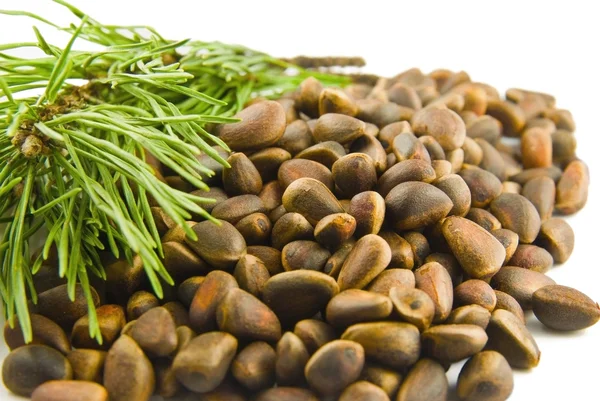 Cedar nuts and needles — Stock Photo, Image