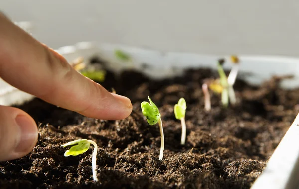 stock image Finger on top indicates the sprout