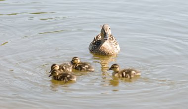 Duck with the ducklings