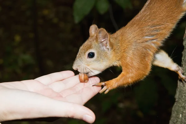 stock image Squirrel takes nut from hand