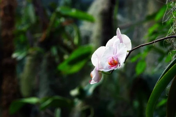 Гарний білий orchid — стокове фото