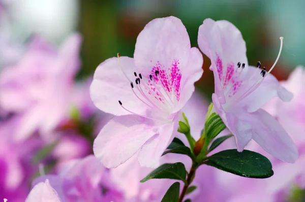 Azaleen-Blüte. — Stockfoto