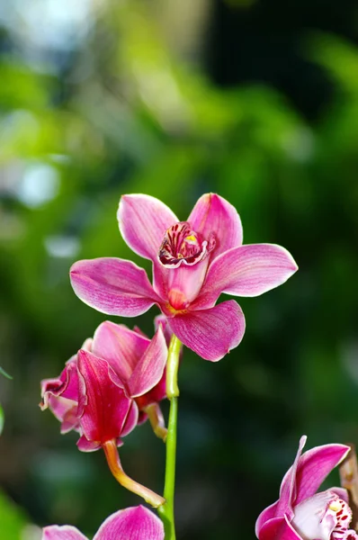 Wibrujący różowy storczyk tropikalny kwiat — Zdjęcie stockowe