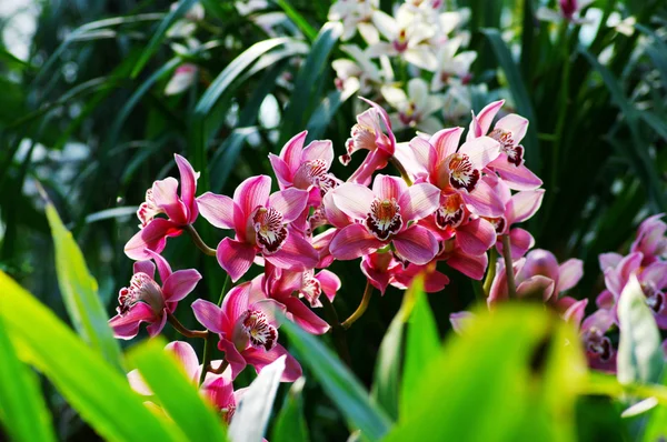 Orchid flower — Stock Photo, Image