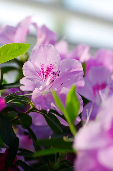 Flor de azalea . —  Fotos de Stock