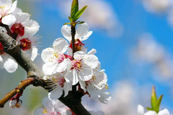 Apricot flowers — Stock Photo, Image