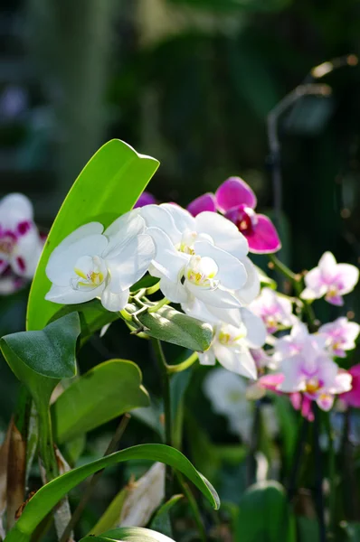 Tropikalny kwiat orchidei — Zdjęcie stockowe