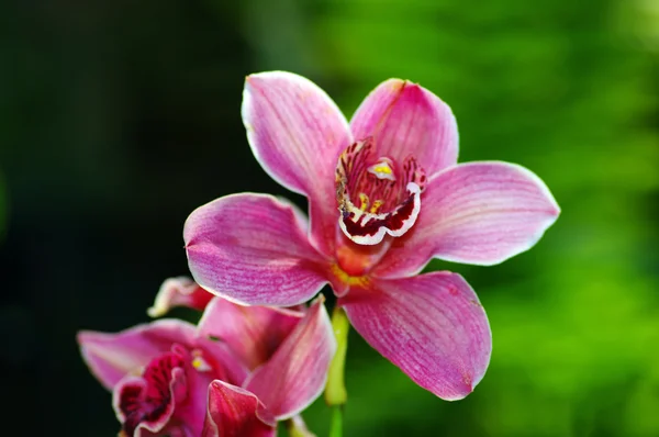 Tropikalny kwiat orchidei — Zdjęcie stockowe