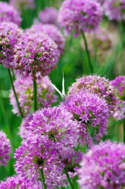 Close up of the flowers of some allium clipart