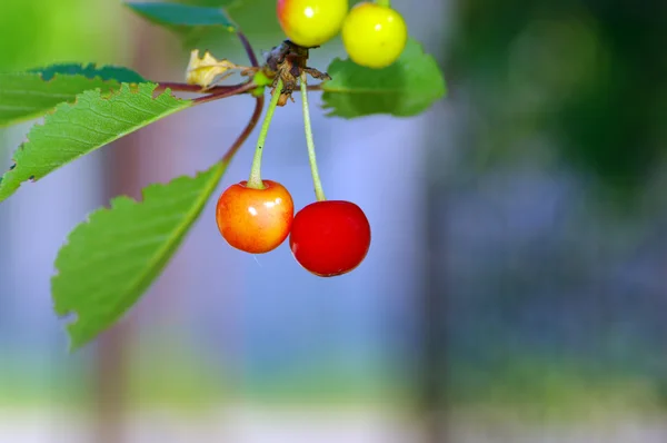 Trädgren med körsbär fruite över naturliga bakgrund — Stockfoto