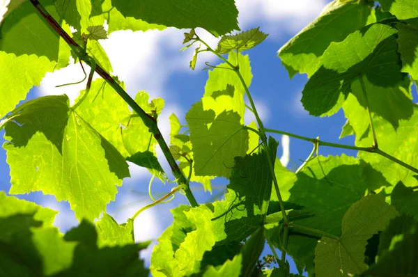 Wijnstok sprout tegen blauwe hemel — Stockfoto