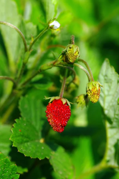 stock image Wild strawberry