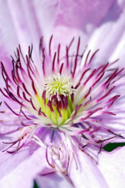 Clematis macro close up showing stamen detail