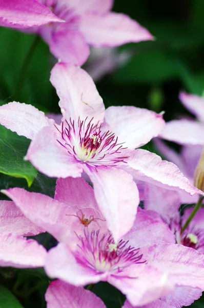 Blüte der Clematis vor natürlichem Hintergrund — Stockfoto