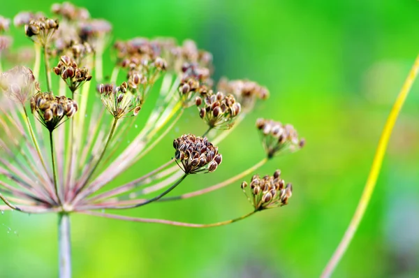 Fennel seeds shallow focus in a garden — Stock Photo, Image