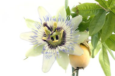 Close up of passiflora clipart