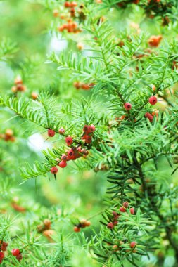 Common yew red seed clipart