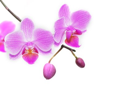 güzel tropik orkideler