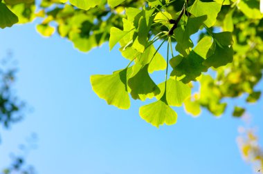 ginkgo biloba yaprak üzerinde mavi gökyüzü.