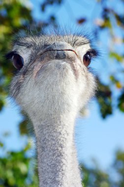 Portrait of an ostrich with a humorous expression clipart