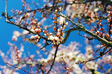 White apricot flowers with blue sky background