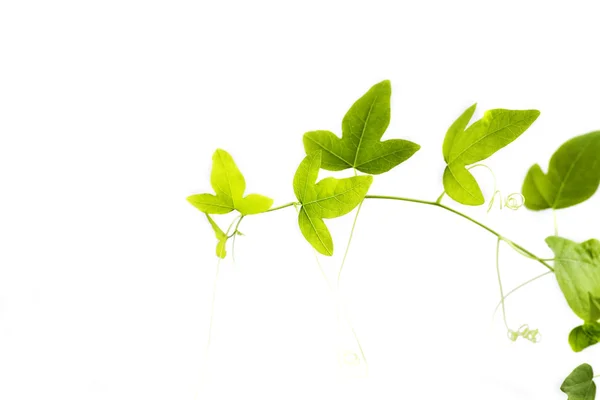 Gröna ivy närbild på vit bakgrund — Stockfoto