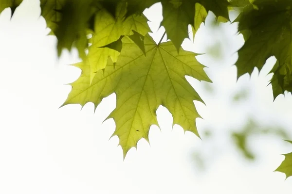 Πράσινα φύλλα, ρηχή εστίαση — Φωτογραφία Αρχείου