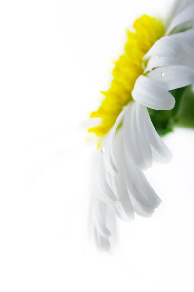 Flor de camomila branca close-up contra fundo branco — Fotografia de Stock