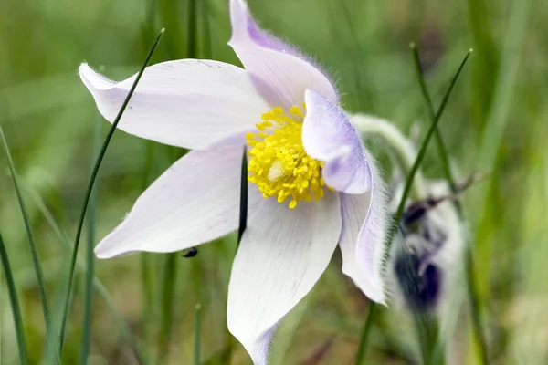 Spring flowers of Pulsatilla — Stock Photo, Image