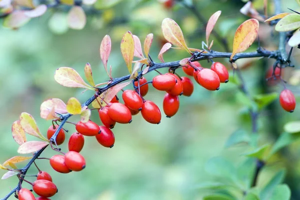 Cornelian cherries on branch — Stock Photo, Image