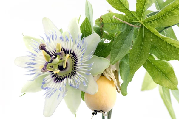 Close up of passiflora (passion fruit and passionflower) on whit — Stock Photo, Image