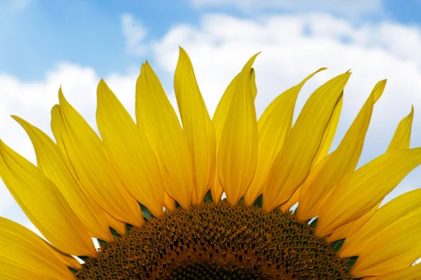 Niesamowite tło słonecznika i błękitne niebo — Zdjęcie stockowe