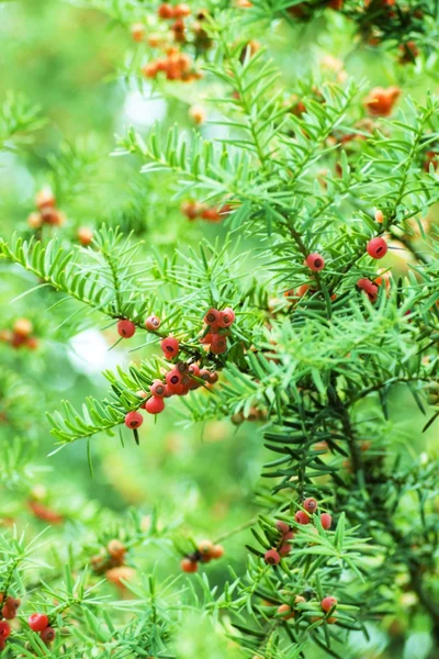 stock image Common yew red seed