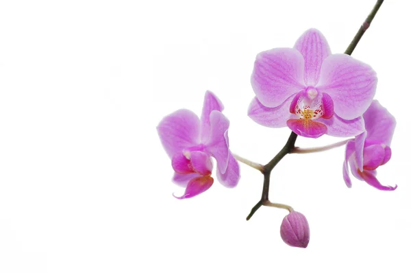 Beautiful tropical orchids. — Stock Photo, Image