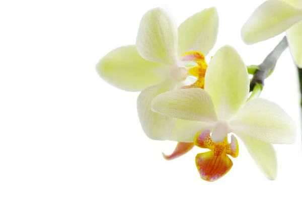 Beyaz zemin üzerine beyaz orkide — Stok fotoğraf