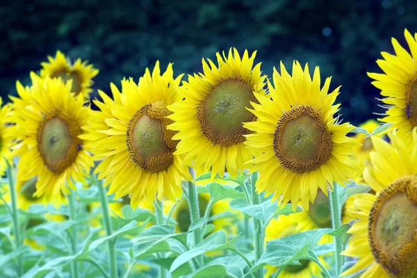 Úžasné slunečnice — Stock fotografie