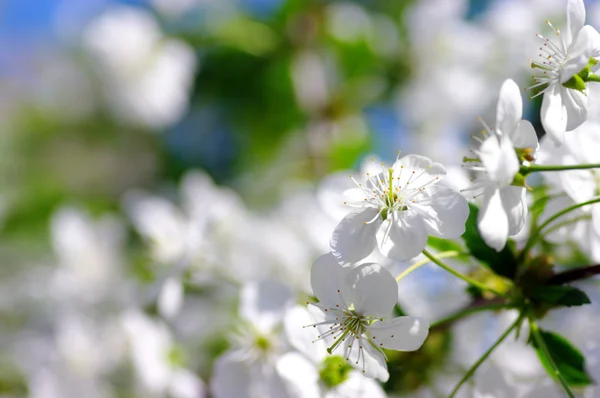 Tree branch with cherry flowers over natural background — Stock Photo, Image
