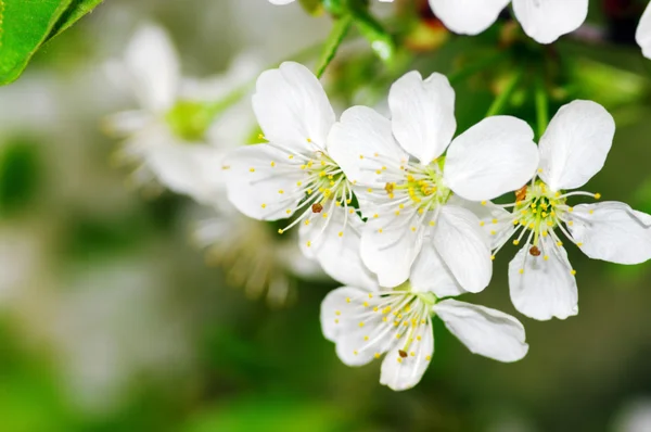 Cerezo con flores blancas — Foto de Stock