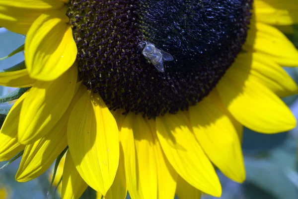 Amazing sunflower — Zdjęcie stockowe