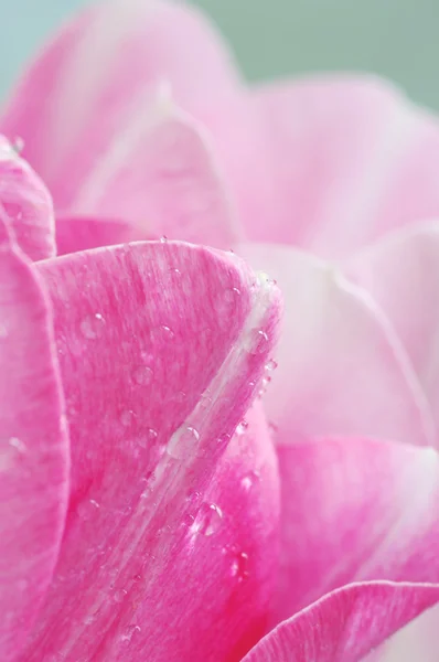 大量的粉红色的郁金香花瓣 — 图库照片