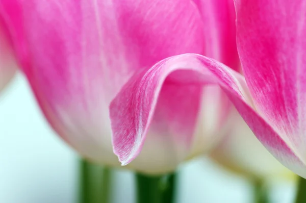 Muitas pétalas de tulipas rosa — Fotografia de Stock