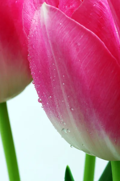Lots of pink tulips's petals — Stock Photo, Image