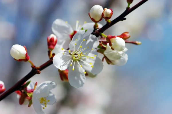 Ast mit Aprikosenblüten über natürlichem Hintergrund — Stockfoto