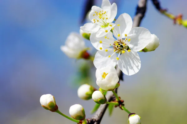 Cherry blomma över naturliga bakgrund — Stockfoto